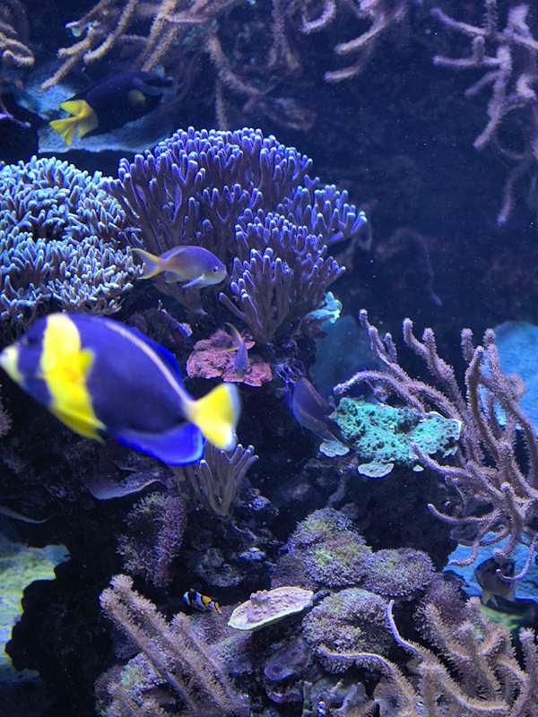 Aquarium Eau Mer 2