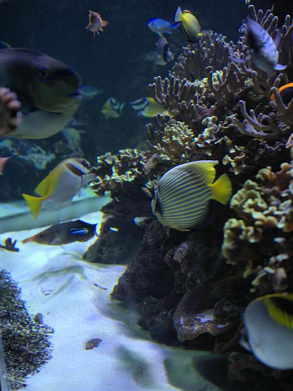Aquarium Eau Mer